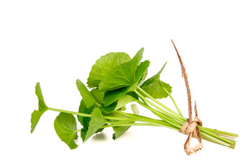 Herbal Thankuni leaves of indian subcontinent, Centella asiatica