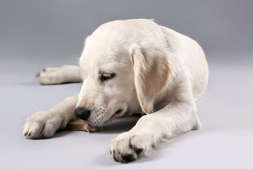 Labrador dog chewing bone on grey background