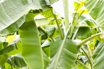 Banana Leaves