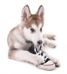 Cute Malamute puppy chewing gumshoes isolated on white
