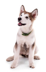 Cute Malamute puppy sitting isolated on white