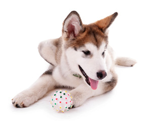 Cute Malamute puppy playing with rubber ball isolated on white