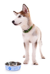 Malamute puppy eating from metal bowl isolated on white