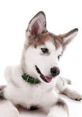 Cute Malamute puppy lying isolated on white
