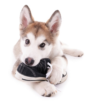 Dog biting deals slippers