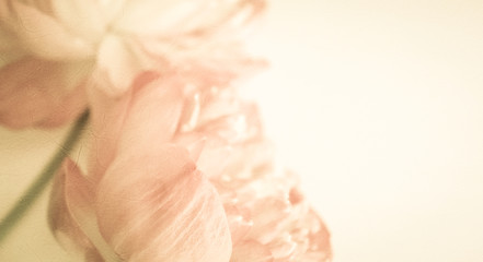 sweet color lotus in soft color and blur style on mulberry paper texture
