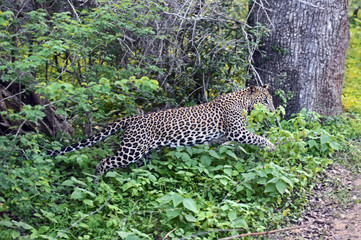 Leopard