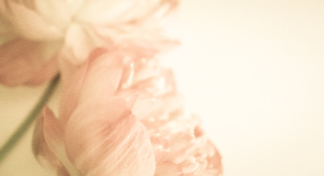 Fototapeta sweet color lotus in soft color and blur style on mulberry paper texture  