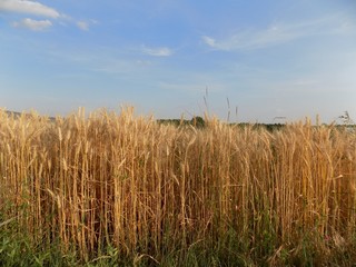 Barley field and sky