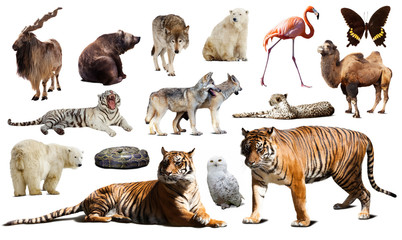 Fototapeta premium Tiger and other asian fauna. Isolated on white