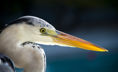 Grey Heron