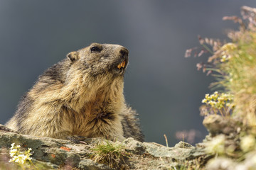 Alpine marmot