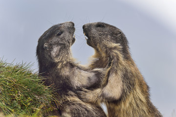 Alpine marmot