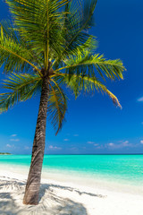 Fototapeta na wymiar Single coconut palm tree on a tropical beach