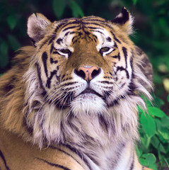 Obraz premium Tiger