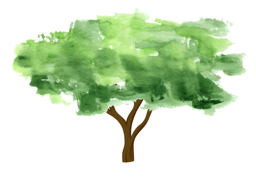 Watercolor tree on white background