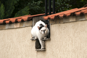 Male cat sitting on house garden wall