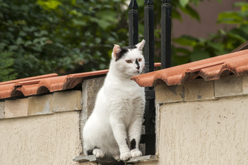 Male cat sitting on house garden wall