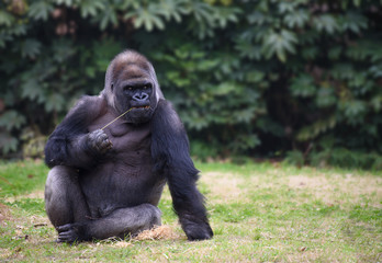 Gorilla sitting on a grass © ChaoticDesignStudio