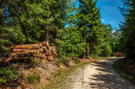 chemin forestier
