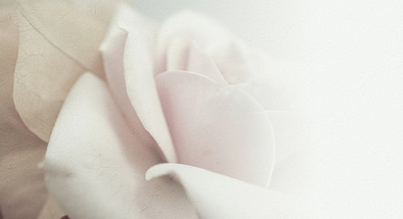 sweet color roses in soft and blur style on mulberry paper texture
