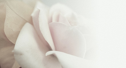 sweet color roses in soft and blur style on mulberry paper texture
