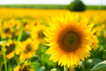 Fototapeta premium Blooming sunflower field