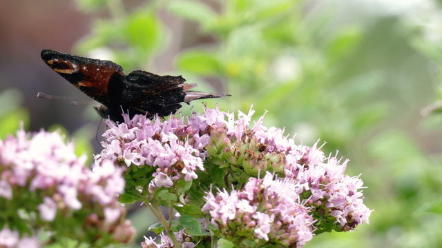 Schmetterling auf einer Gartenblume