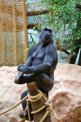Молодая самка гориллы