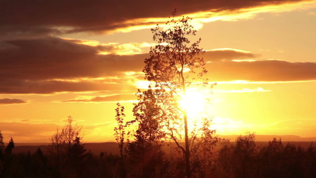 Abendhimmel kurz vor Sonnenuntergang und Silhouette einer Birke