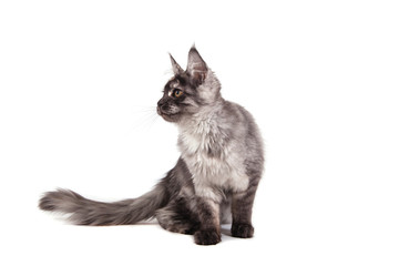 Maine Coon kitten on front of white background. Cat sitting. Cat three months.

