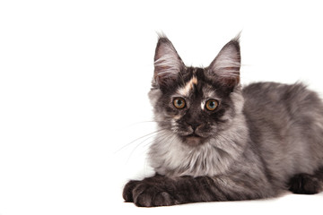 Maine Coon kitten on front of white background. Cat lying. Cat three months.
