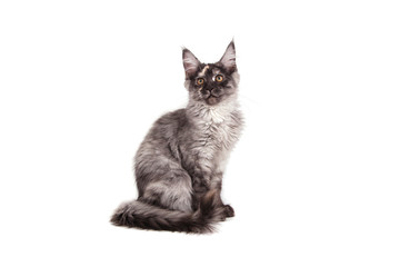 Maine Coon kitten on front of white background. Cat sitting. Cat three months.
