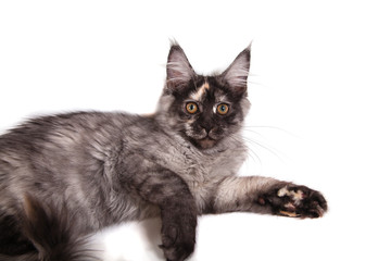 Maine Coon kitten on front of white background. Cat lying. Cat three months.
