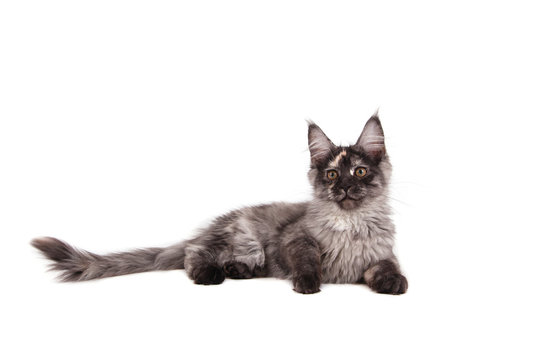 Maine Coon kitten on front of white background. Cat lying. Cat three months.

