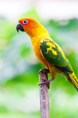 Colorful yellow parrot, Sun Conure (Aratinga solstitialis), port