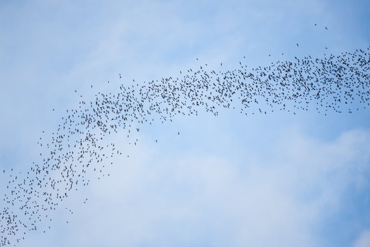 Bats flying in gunung mulu national park