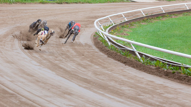 Greyhound Dogs Racing