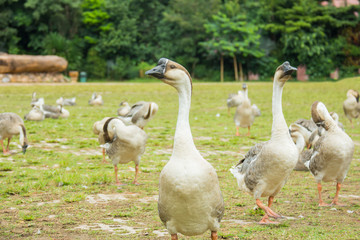 goose on a meadow,Thailand