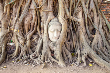 Head of sandstone buddha in tree root