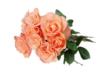 Pink roses on white background