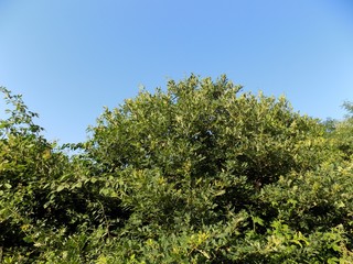 Fototapeta na wymiar Deciduous trees and blue sky