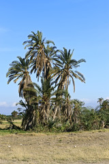  Amboseli National Park in Kenya