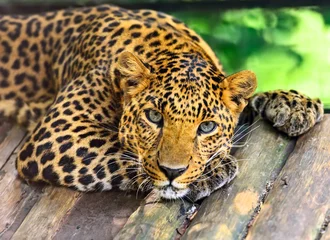 Meubelstickers Wilde luipaard © kyslynskyy