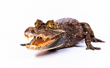 Crocodile