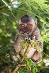 Monkey eating on a tree