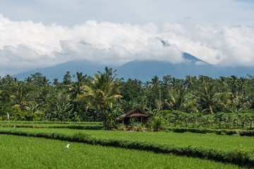 Rice fields and volcano Agung in clouds on the background on Bali island
