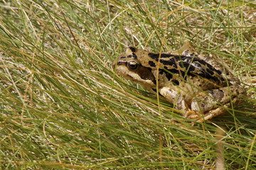 Rana