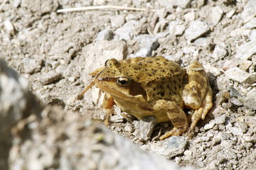 Rana