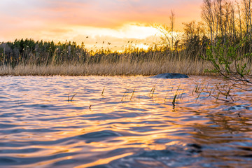 Sunset on the forest lake. View from water level, focus on the reed